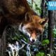Fox dangling from its tail - Wildlife Animal Rescue