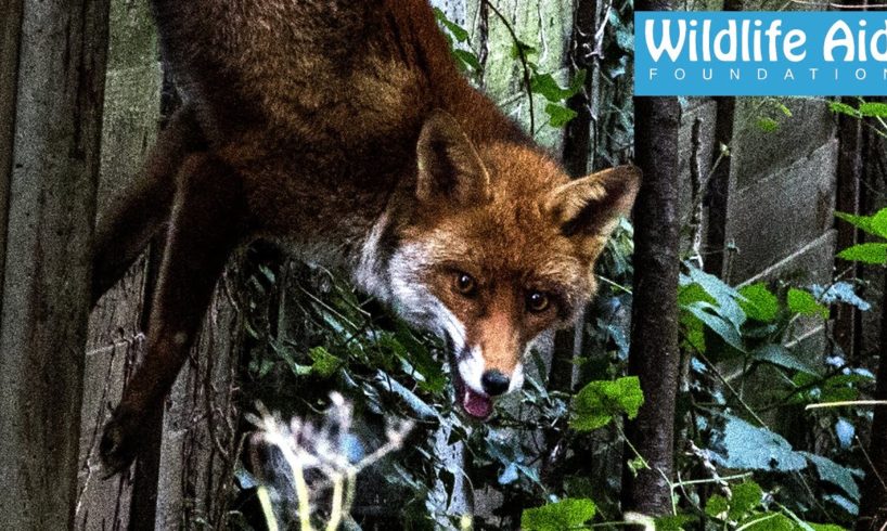 Fox dangling from its tail - Wildlife Animal Rescue