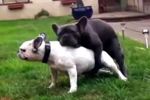 French bulldog playing , giving birth to cute puppies