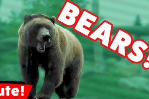 Funniest Bears Are Awesome Video Compilation November 2016 | Kyoot Animals