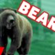 Funniest Bears Are Awesome Video Compilation November 2016 | Kyoot Animals