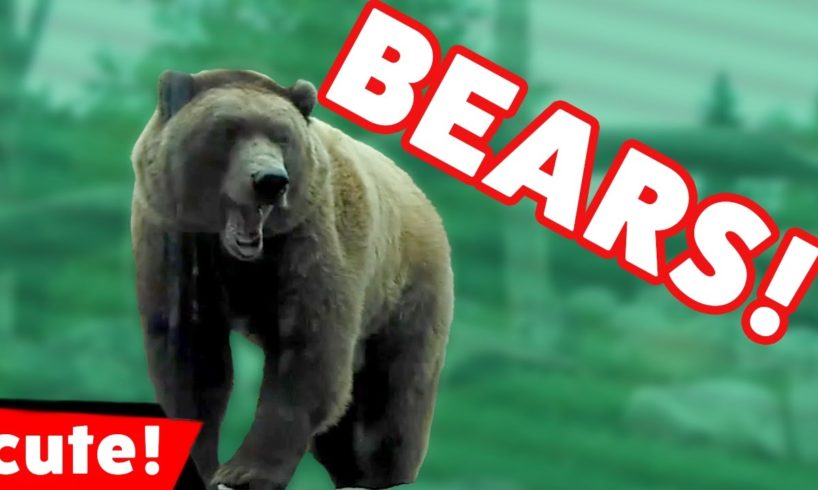 Funniest Bears Are Awesome Video Compilation November 2016 | Kyoot Animals