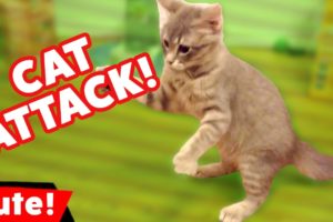 Funniest Cat Attack Video Compilation October 2016 | Kyoot Animals