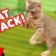Funniest Cat Attack Video Compilation October 2016 | Kyoot Animals