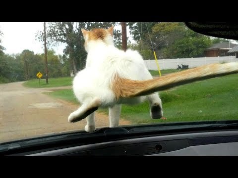 Funny ANIMALS: Try to BLOCK YOUR LAUGH - Best FUNNY ANIMAL compilation
