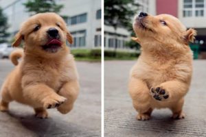 Funny And Cute Golden Retriever Puppies Compilation #11