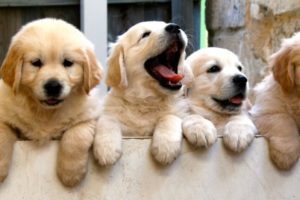 Funny And Cute Golden Retriever Puppies Compilation #36