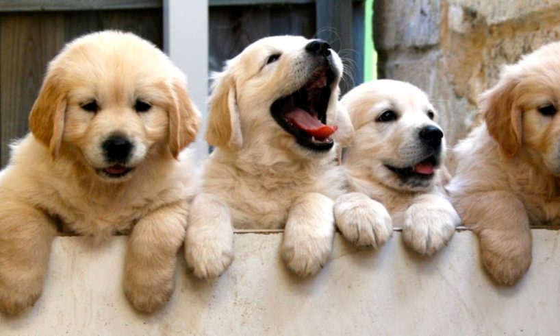 Funny And Cute Golden Retriever Puppies Compilation #36