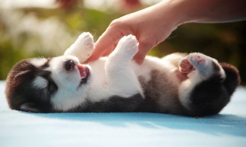 Funny And Cute Husky Puppies Compilation #11
