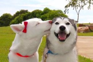 Funny And Cute Husky Puppies Compilation #18