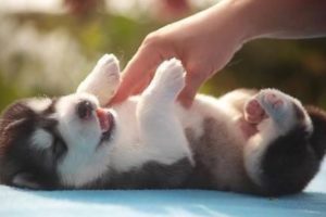 Funny And Cute Husky Puppies Compilation #3 - Cutest Husky Puppies