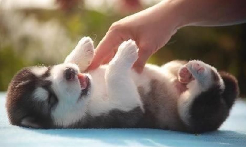 Funny And Cute Husky Puppies Compilation #3 - Cutest Husky Puppies