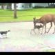 Funny Animal Fight!!!!