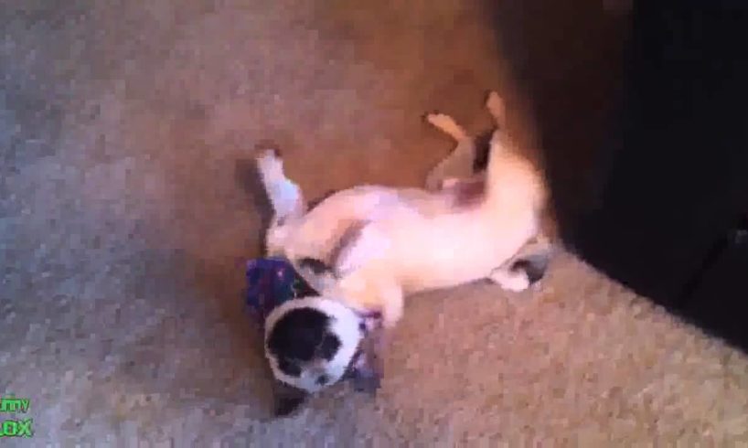 Funny Animals Playing Dead Compilation 2013 [HD]