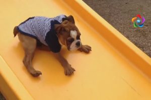 Funny Animals Playing on Slides Compilation