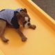 Funny Animals Playing on Slides Compilation