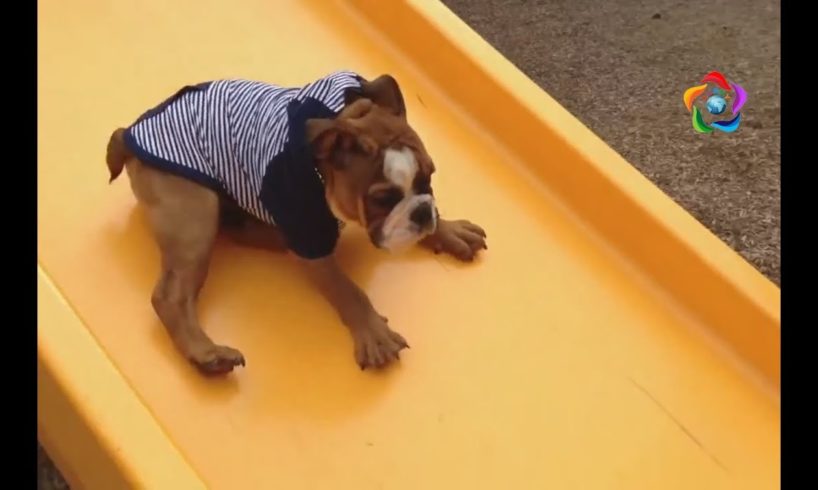 Funny Animals Playing on Slides Compilation