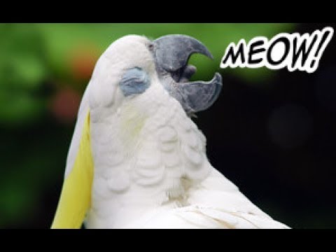 Funny Birds Imitating Other Animals! -  Hilarious Pet Parrots Meowing and Barking Compilation 2017