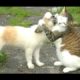 Funny Cats Meeting Cute Puppies Compilation || NEW