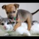 Funny Cats Meeting Cute Puppies For The First Time Compilation 2017 [BEST OF]
