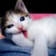 Funny Cats and Kittens Playing So Cute Compilation 2019