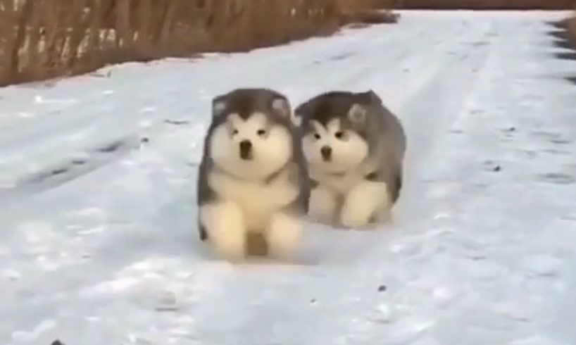 Funny Cute puppies Compilation #1 | Bulldog, husky and Golden Retriever Puppies videos