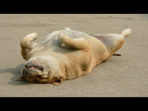 Funny Dog Videos!! Funny Animals playing dead on finger shot compilation