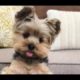 Funny Dogs Facing Problems - Funny, Cute Puppies Compilation!