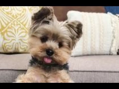 Funny Dogs Facing Problems - Funny, Cute Puppies Compilation!