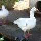 Funny Ducks playing in the water - Farm animals video for kids - Animals TV