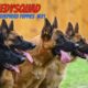 Funny German Shepherd Puppies Video #21 Funniest & Cutest Puppies Compilation