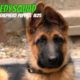 Funny German Shepherd Puppies Video #25-Funniest & Cutest Puppies Compilation