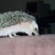 Funny Hedgehog Compilation!