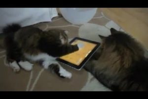 Funny Little Animals Videos - two cute cats playing with  I PAD
