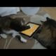 Funny Little Animals Videos - two cute cats playing with  I PAD
