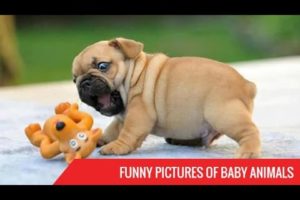 Funny Pictures of Baby Animals