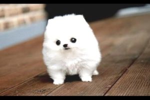 Funny Puppies And Cute Puppy Videos Compilation 2016 [BEST OF]