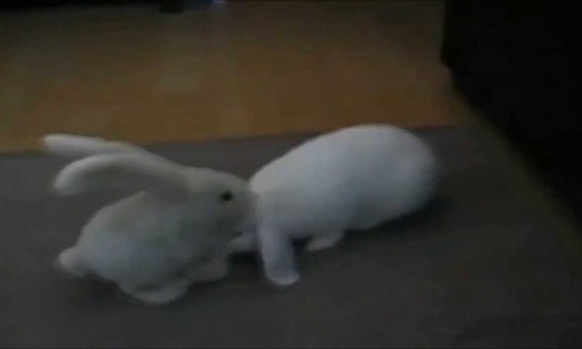 Funny Rabbit - Claps His Ears Funny Animal,Animals playing,Funny Videos of Animals