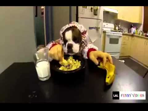 Funny animals clean funny animals kids
