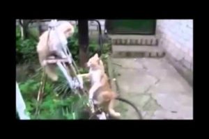 Funny animals songs funny animals playing dead
