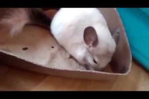 Funny chinchillas dust bath. Chinchilla playing. Animals cute videos.