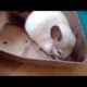 Funny chinchillas dust bath. Chinchilla playing. Animals cute videos.