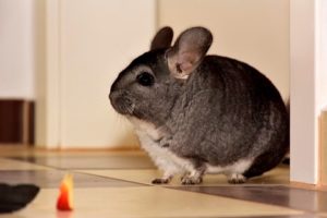 Funny chinchillas videos. Chinchilla playing. Cute little animals compilation.