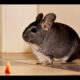 Funny chinchillas videos. Chinchilla playing. Cute little animals compilation.