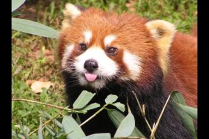 Funny red panda compilation - cute animals and pets for everybody!