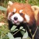 Funny red panda compilation - cute animals and pets for everybody!
