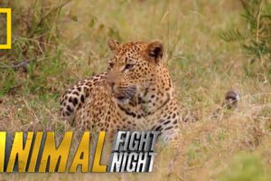 Fur is Going to Fly | Animal Fight Night