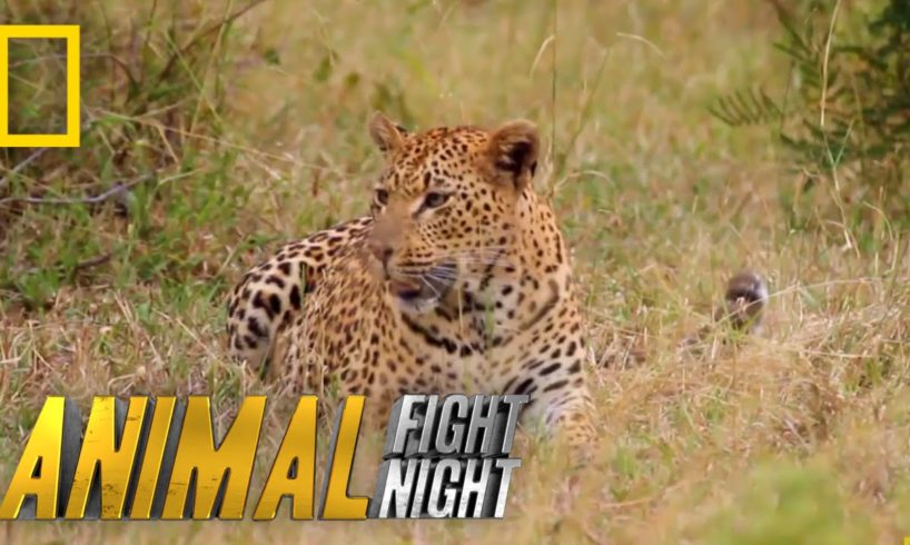 Fur is Going to Fly | Animal Fight Night