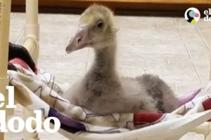 Ganso aprende a caminar con la ayuda de sus rescatistas | El Dodo