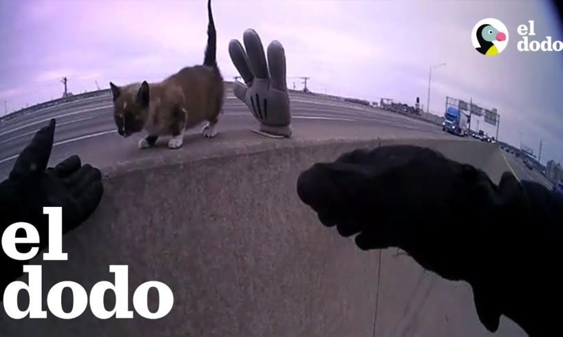 Gatita perdida en la carretera es rescatada | El Dodo